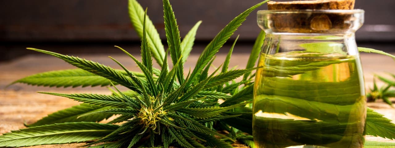 Cannabis plant next to a jar of cannabis oil