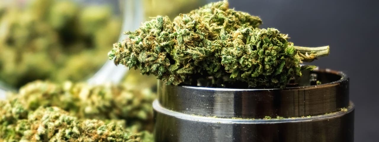 Whole cannabis buds on a grinder