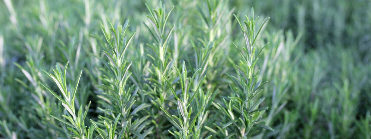 Rosemary plant
